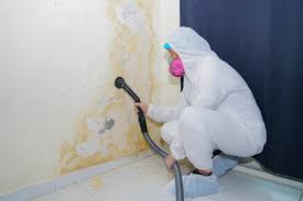 Best Commercial Mold Inspection in El Cenizo, TX